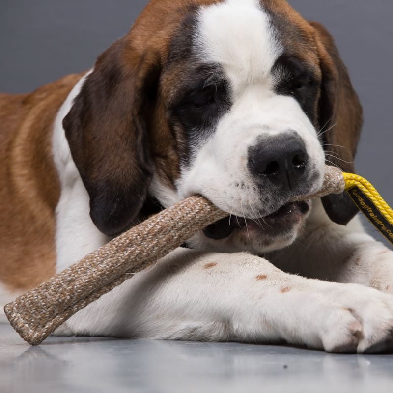 Короткая кусалка из джута для московской сторожевой «Motivation in Dog Training»